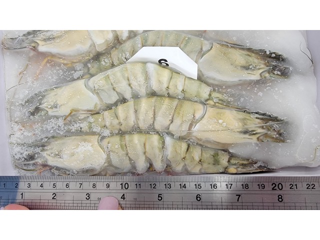 （鮑+蝦）大尾肥豬蝦6隻（買一盒送一盒）加碼送巨鉑金大鮑魚一顆