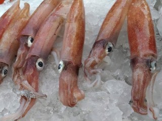 野生流船凍特大卷5盒