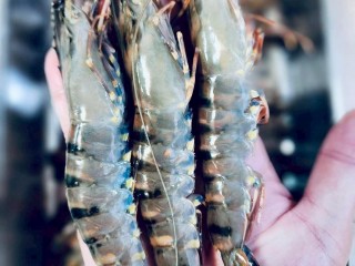 馬來西亞活凍12P草蝦/4盒