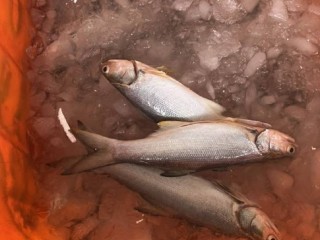 純海水養殖午仔魚/5尾